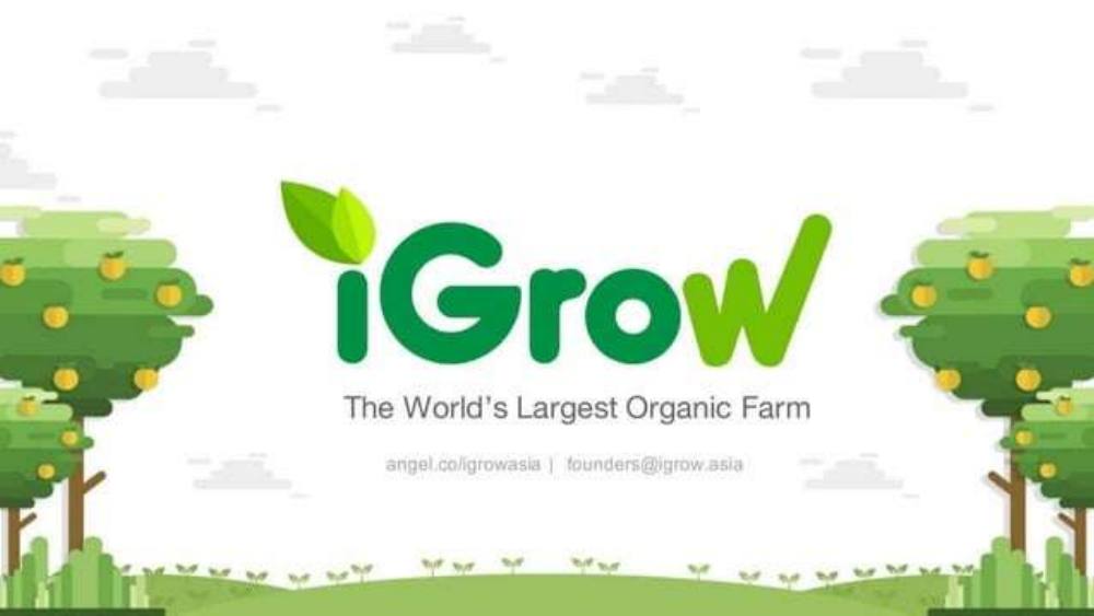iGrow pitch deck, cover slide