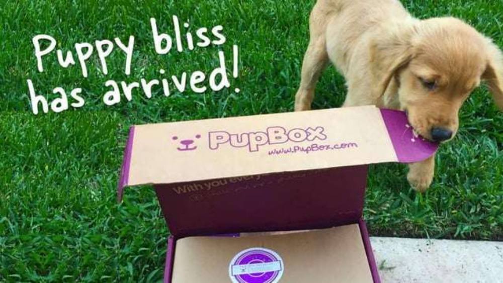Pupbox pitch deck, cover slide