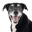 JustFoodForDogs logo