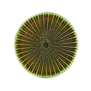Mothership Materials logo